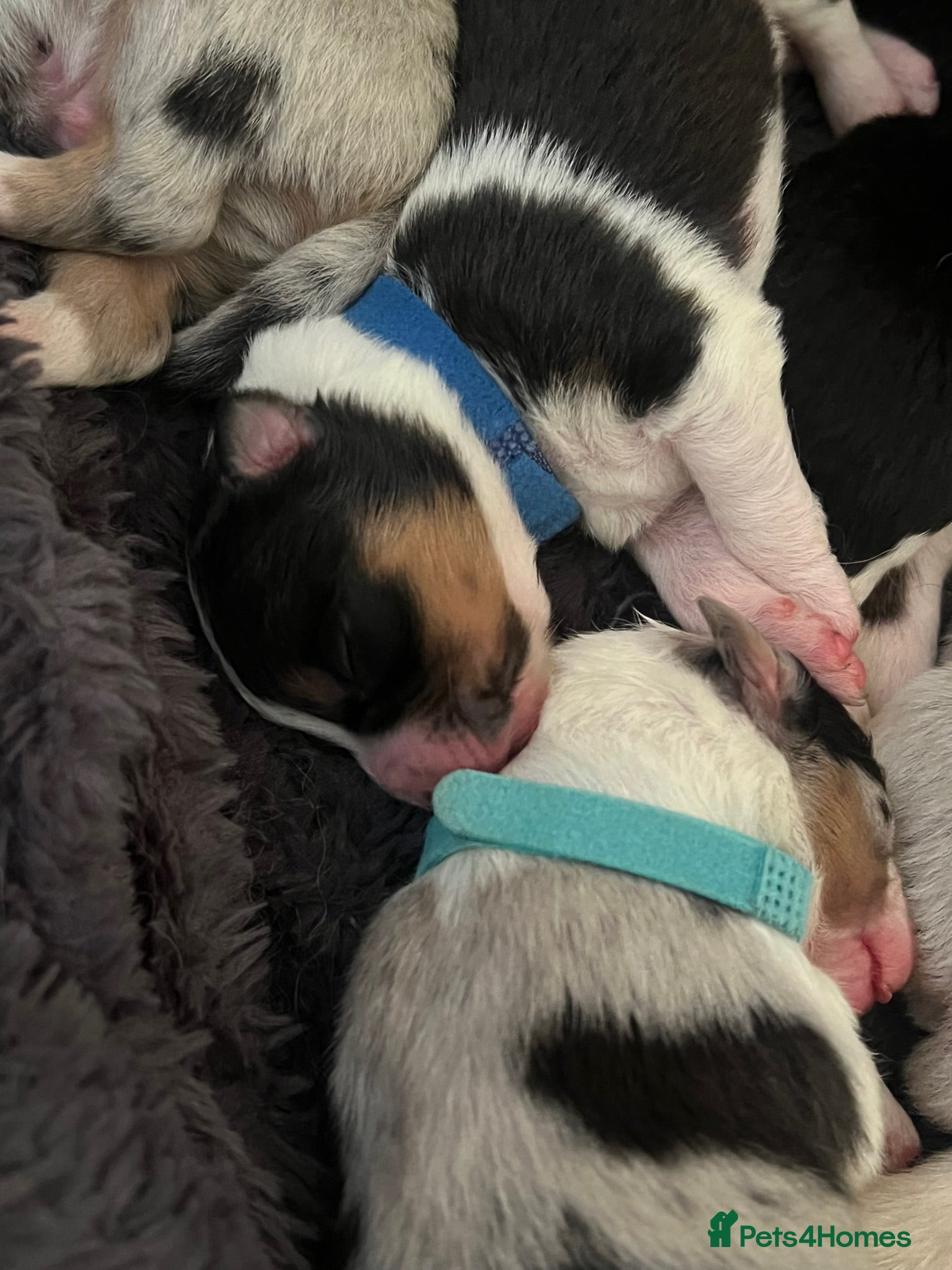 Australian Shepherd dogs for sale: Australian shepherd puppies - Advert 14