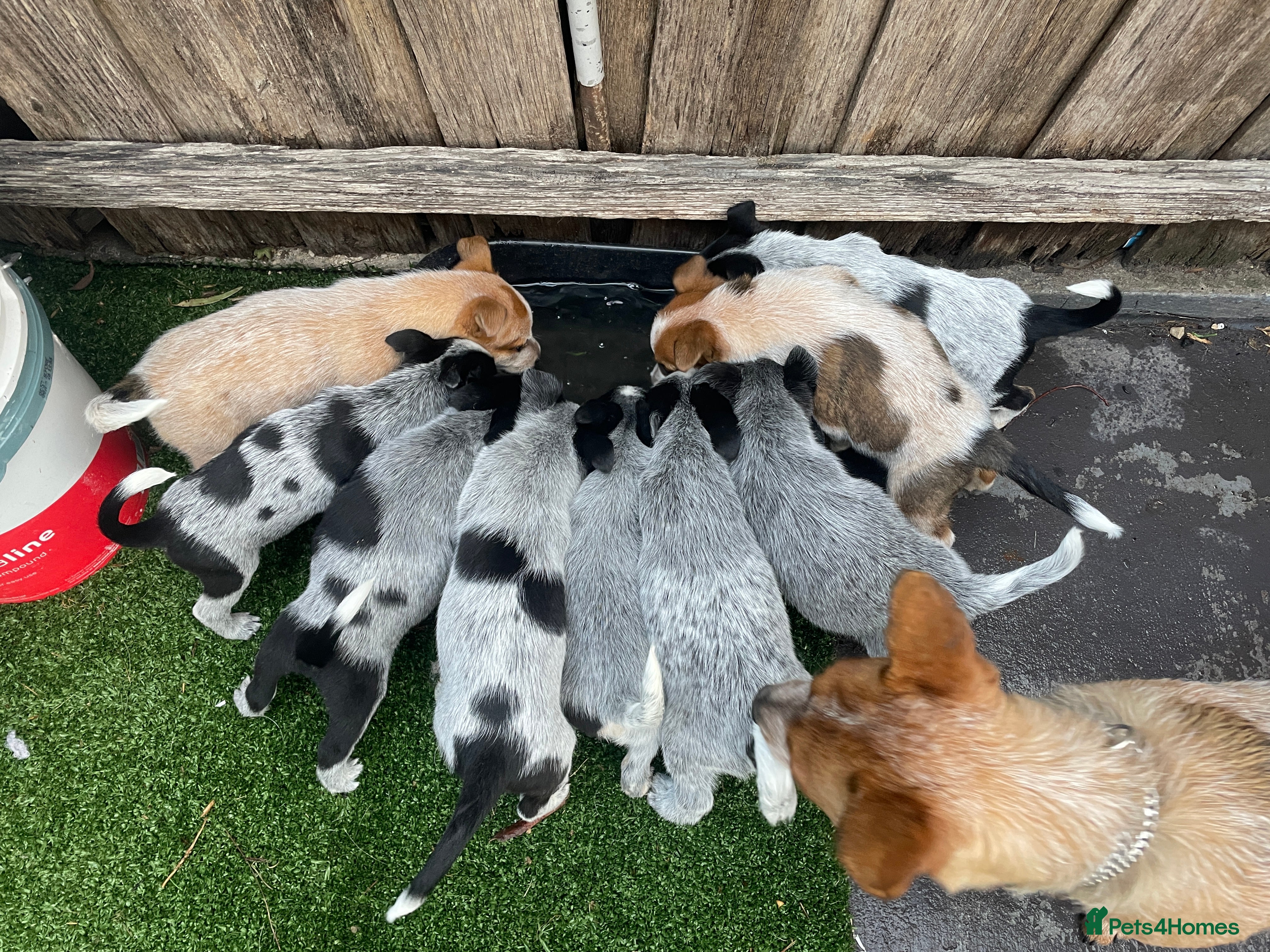 Australian Cattle Dog dogs Socialized Australian Cattle Dog Puppies - Advert 1