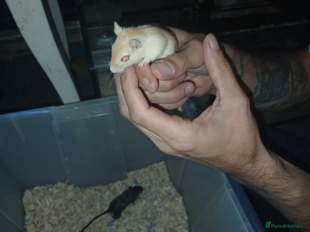 Gerbil rodents for sale: Gerbils. Mixed colour,mixed sex. in Kettering - Advert 2