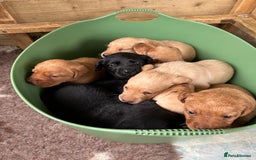 Labrador Retriever dogs for sale: Labrador pups, 7 still available.  in Launceston - Image 7