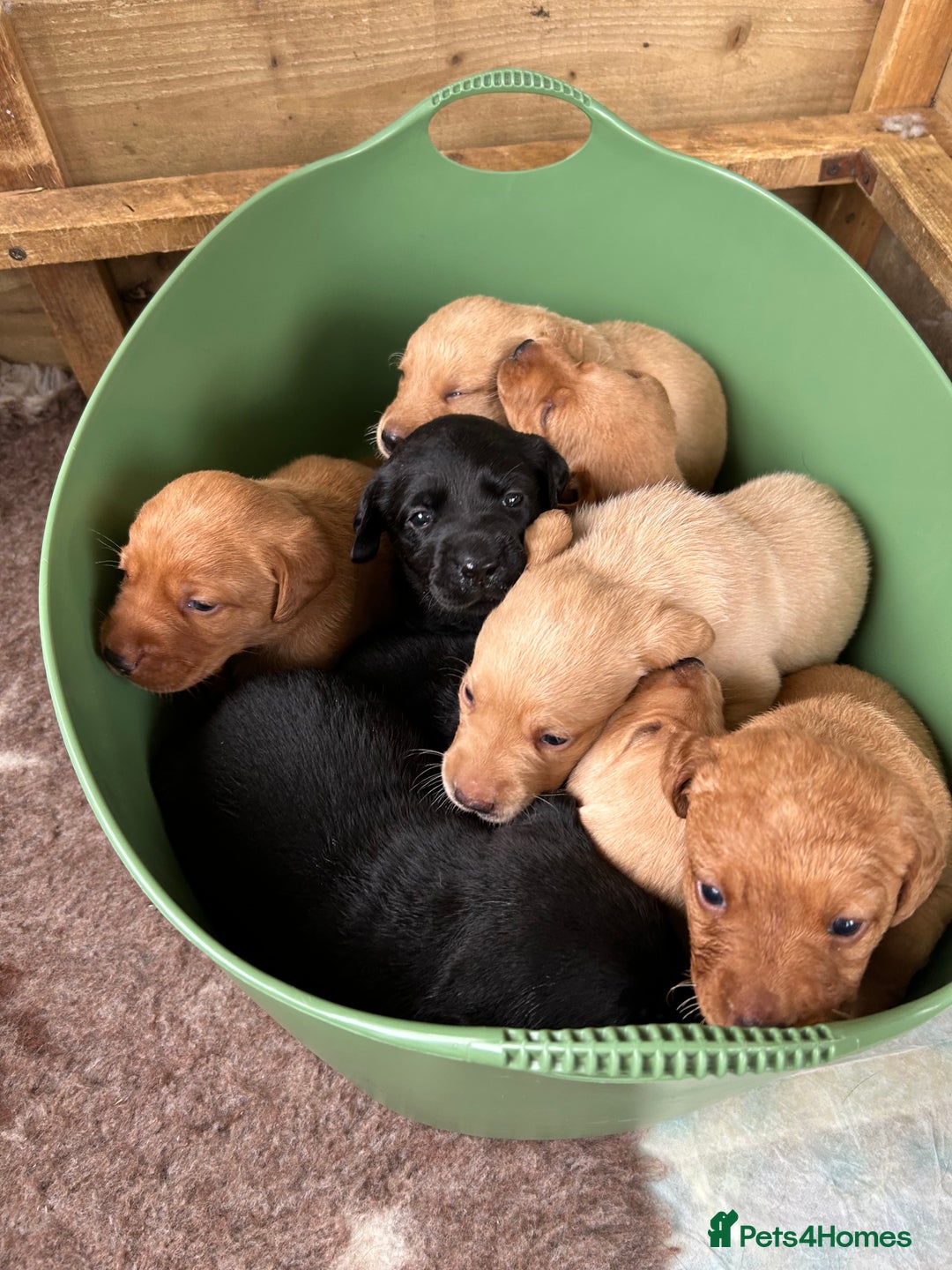 Labrador Retriever dogs for sale: Labrador pups, 7 still available.  in Launceston - Image 7