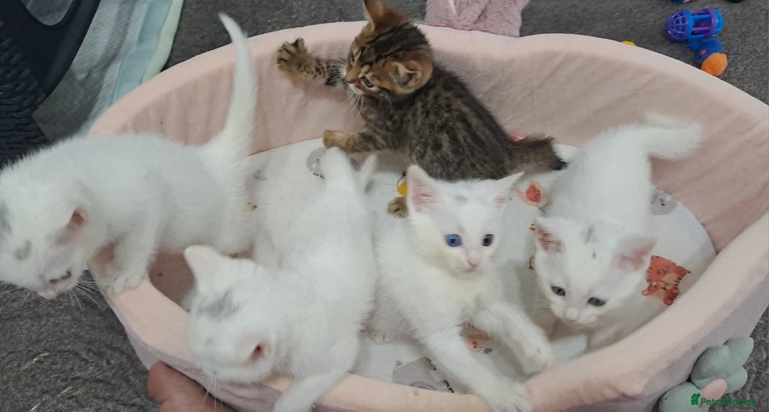 Mixed Breed cats for sale: 4 cute kittens up for sale - Image 36