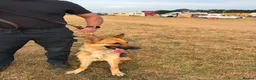 German Shepherd dogs for sale: Need new home - Advert 4