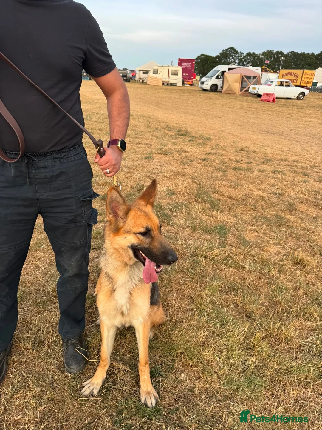 German Shepherd dogs for sale: Need new home - Advert 4