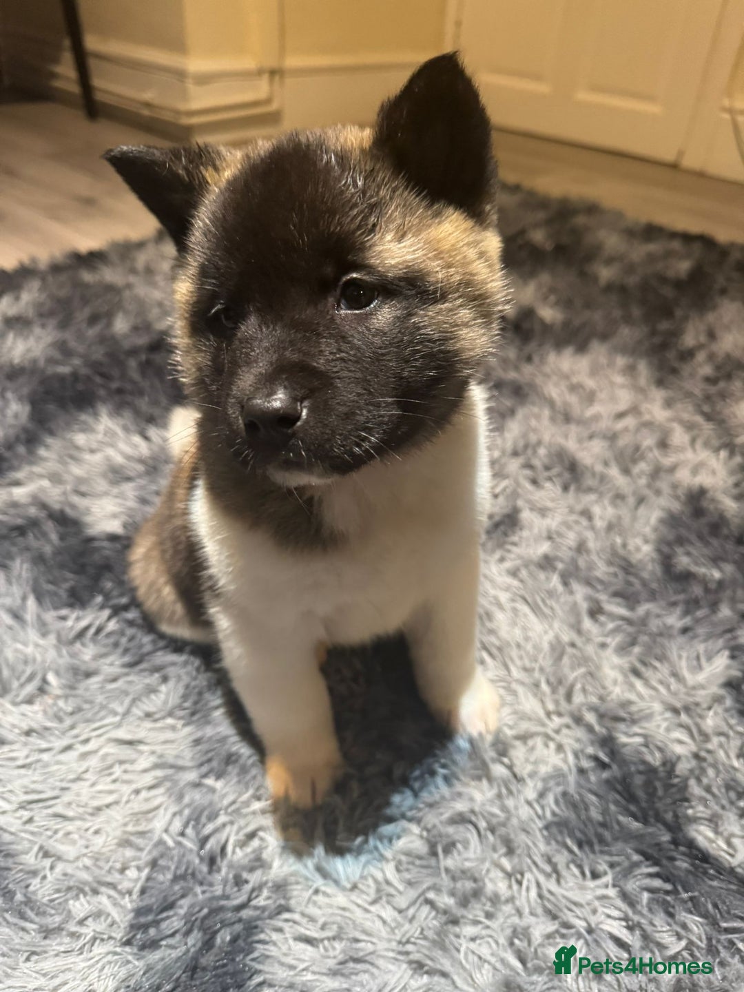 Akita dogs for sale: Bear faced American akitas puppies  - Advert 2