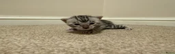 Bengal cats for sale: 4 bengal kittens  - Advert 8