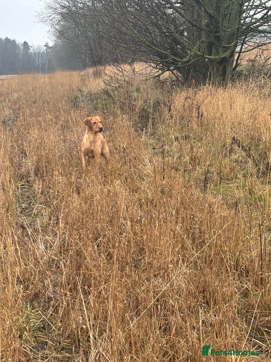 Labrador Retriever dogs for sale: Rox red Labrador  - Advert 6