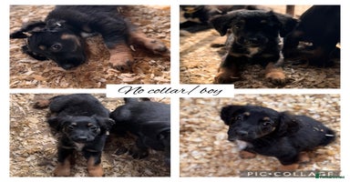 Mixed Breed dogs - Advert 1