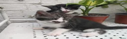 Mixed Breed cats for sale: Adorable kittens for sale BHS - Advert 11