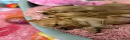 Cocker Spaniel dogs for sale: Gorgeous Golden Show Cockers - Advert 11