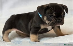 French Bulldog dogs for sale: TOP QUALITY KC REG FRENCHIES AVAILABLE  - Image 25