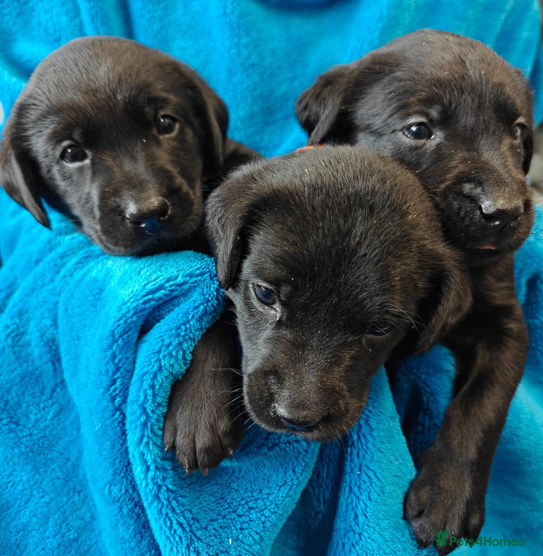 Labrador Retriever dogs for sale: Stunning KC registered fully health tested puppies - Image 2