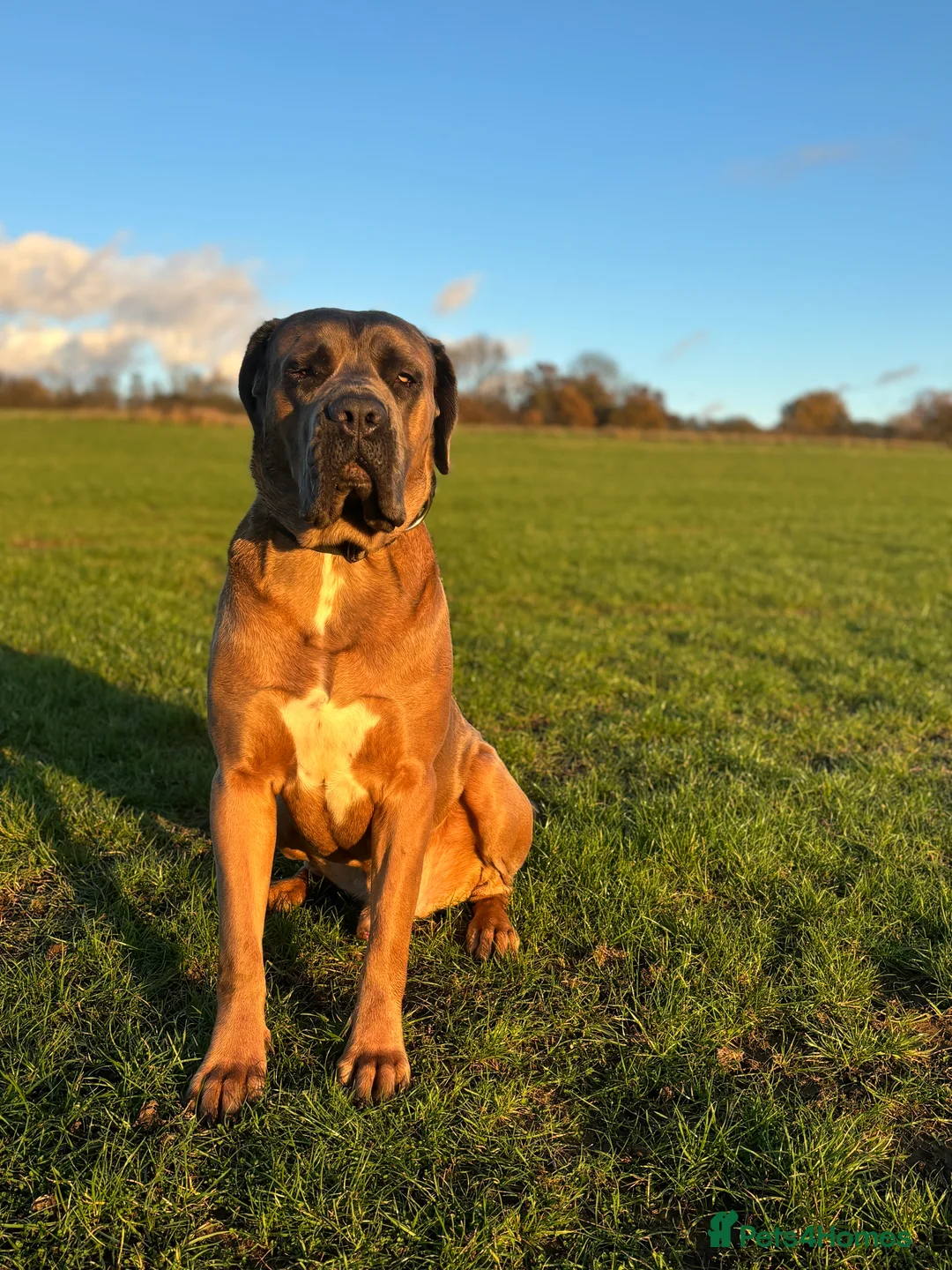 Cane Corso dogs for stud: 🔥Exceptional Formentino Cane Corso For Stud!🔥 in Waltham Abbey - Advert 2