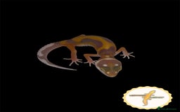 Leopard Gecko reptiles for sale: Baby leopard geckos for sale - Image 4