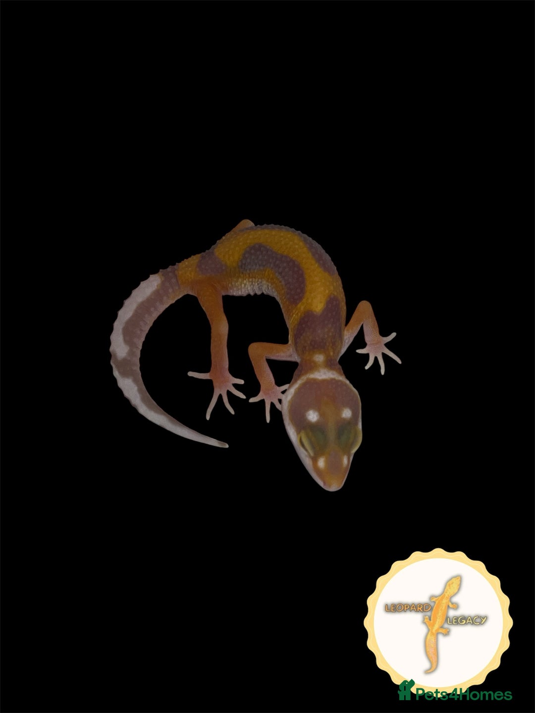 Leopard Gecko reptiles for sale: Baby leopard geckos for sale - Image 4