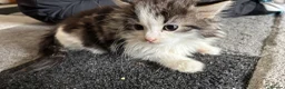 Mixed Breed cats for sale: Fluffy chunky kittens  - Advert 2