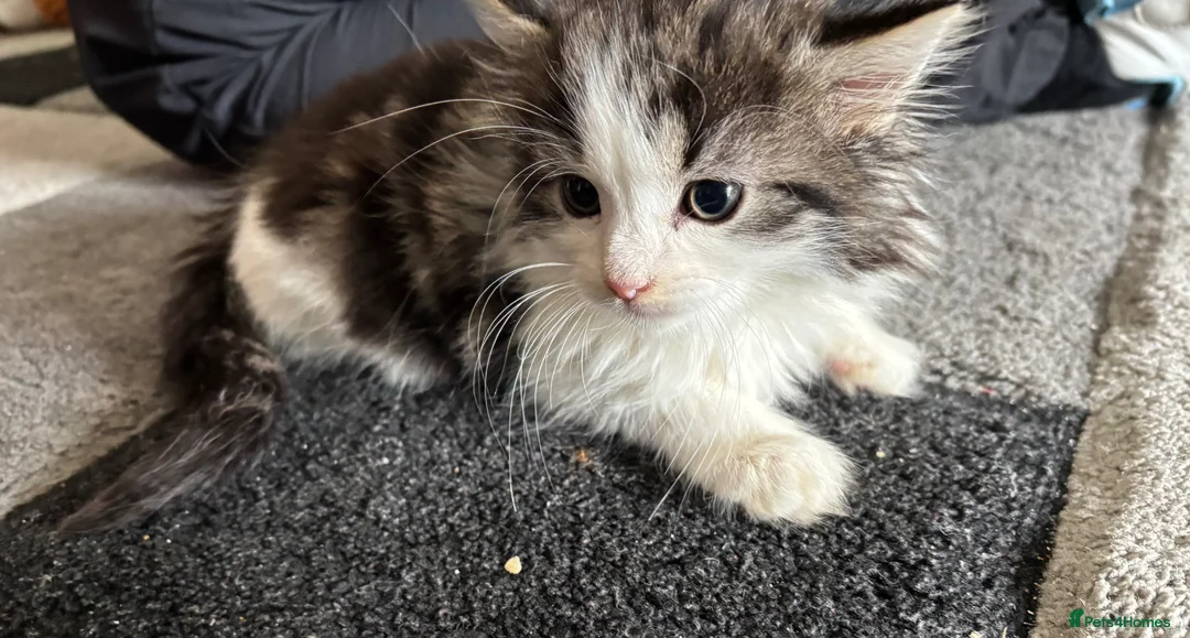 Mixed Breed cats for sale: Fluffy chunky kittens  - Advert 2