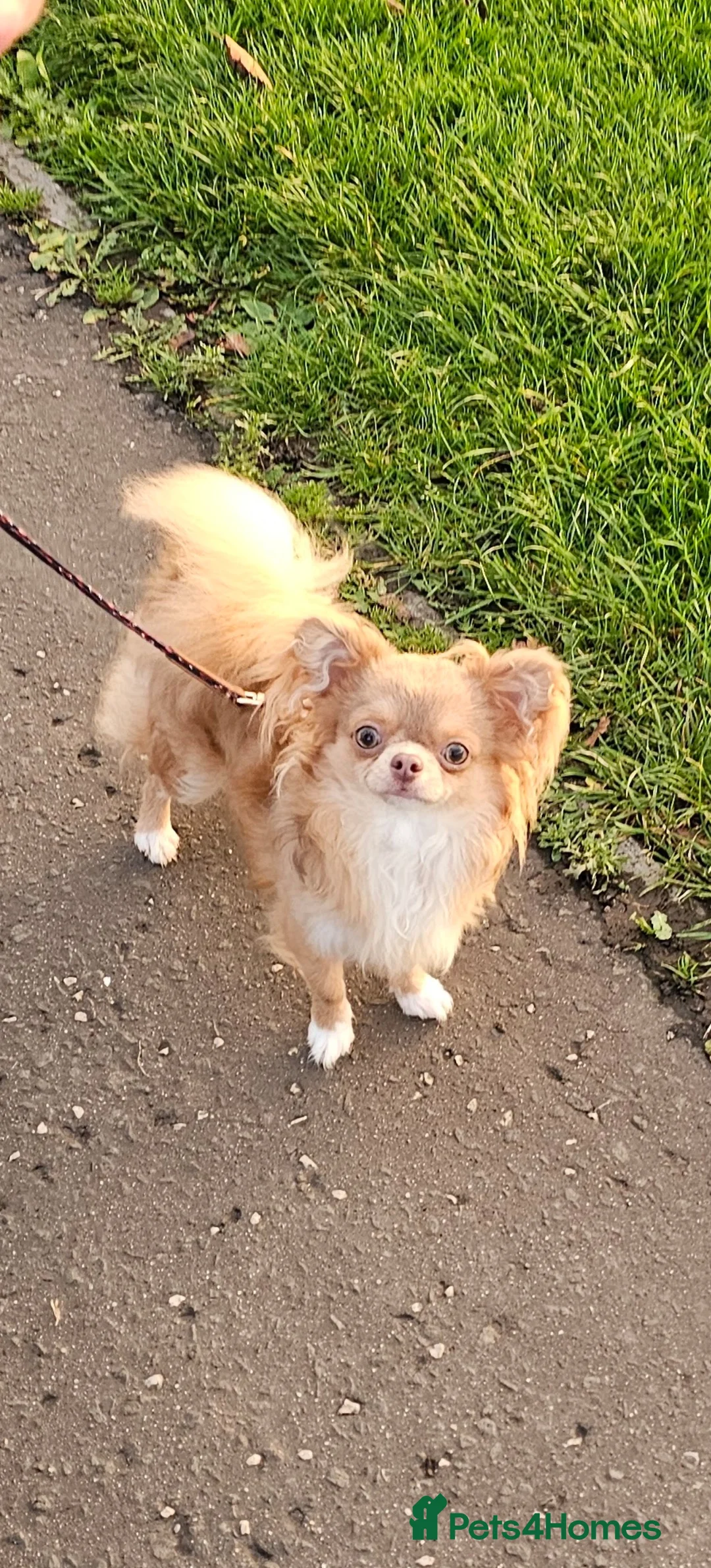 Chihuahua dogs for stud: Tiny kc lc chihuahua stud lilac fawn - Advert 1