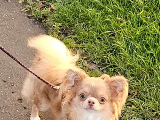 Chihuahua dogs Tiny kc lc chihuahua stud lilac fawn - Advert 1