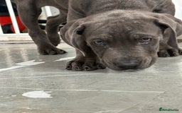 Cane Corso dogs for sale: Male cane corso puppy  - Image 3