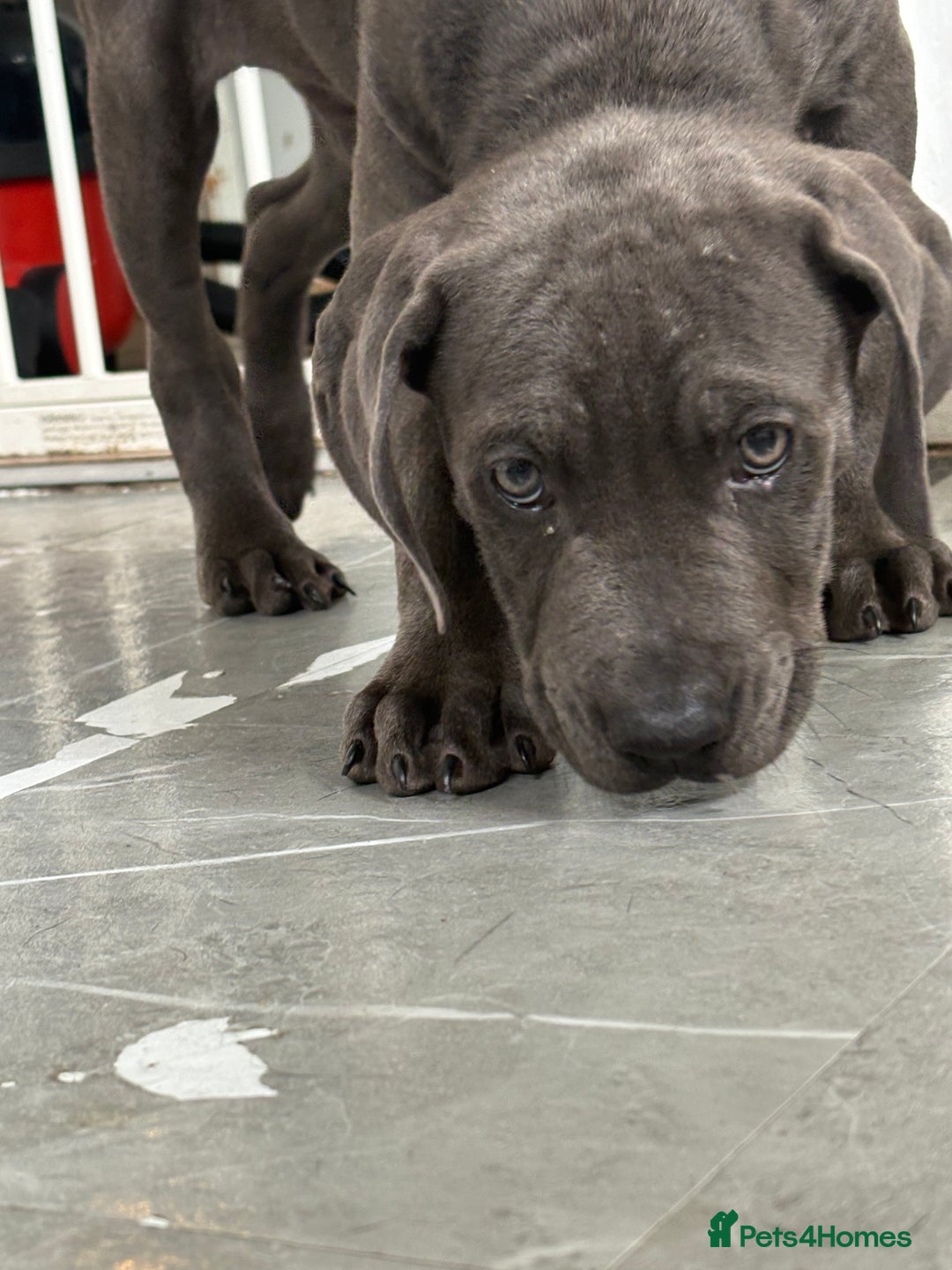 Cane Corso dogs for sale: Male cane corso puppy  - Image 3