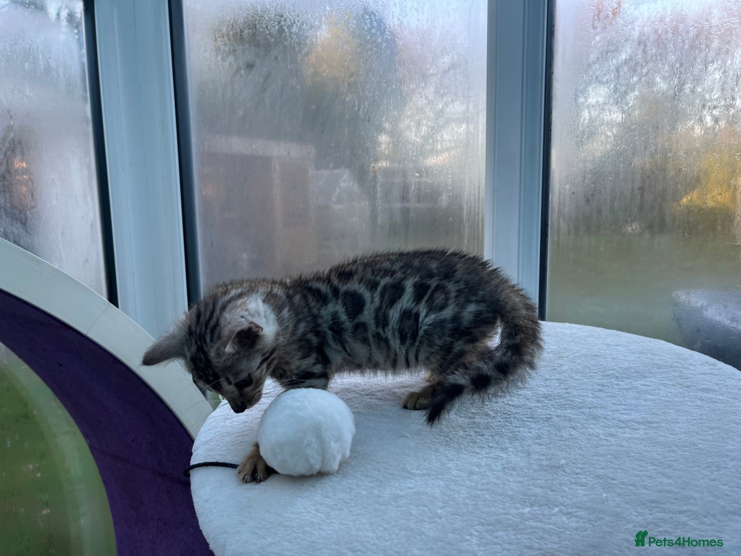 Bengal cats for sale: CUTE SILVER FEMALE BENGAL KITTEN (TICA)  - Advert 10