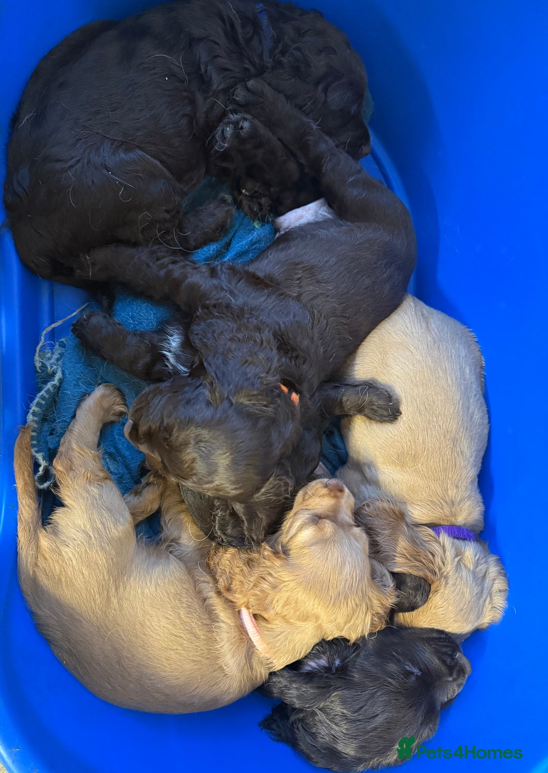 Cocker Spaniel dogs for sale: Cocker spaniel puppies - Advert 2