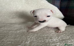 Jack Russell dogs for sale: Quality Parson Jack Russell male puppies - Advert 8