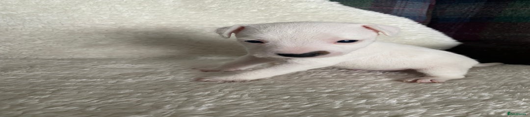 Jack Russell Puppy 4