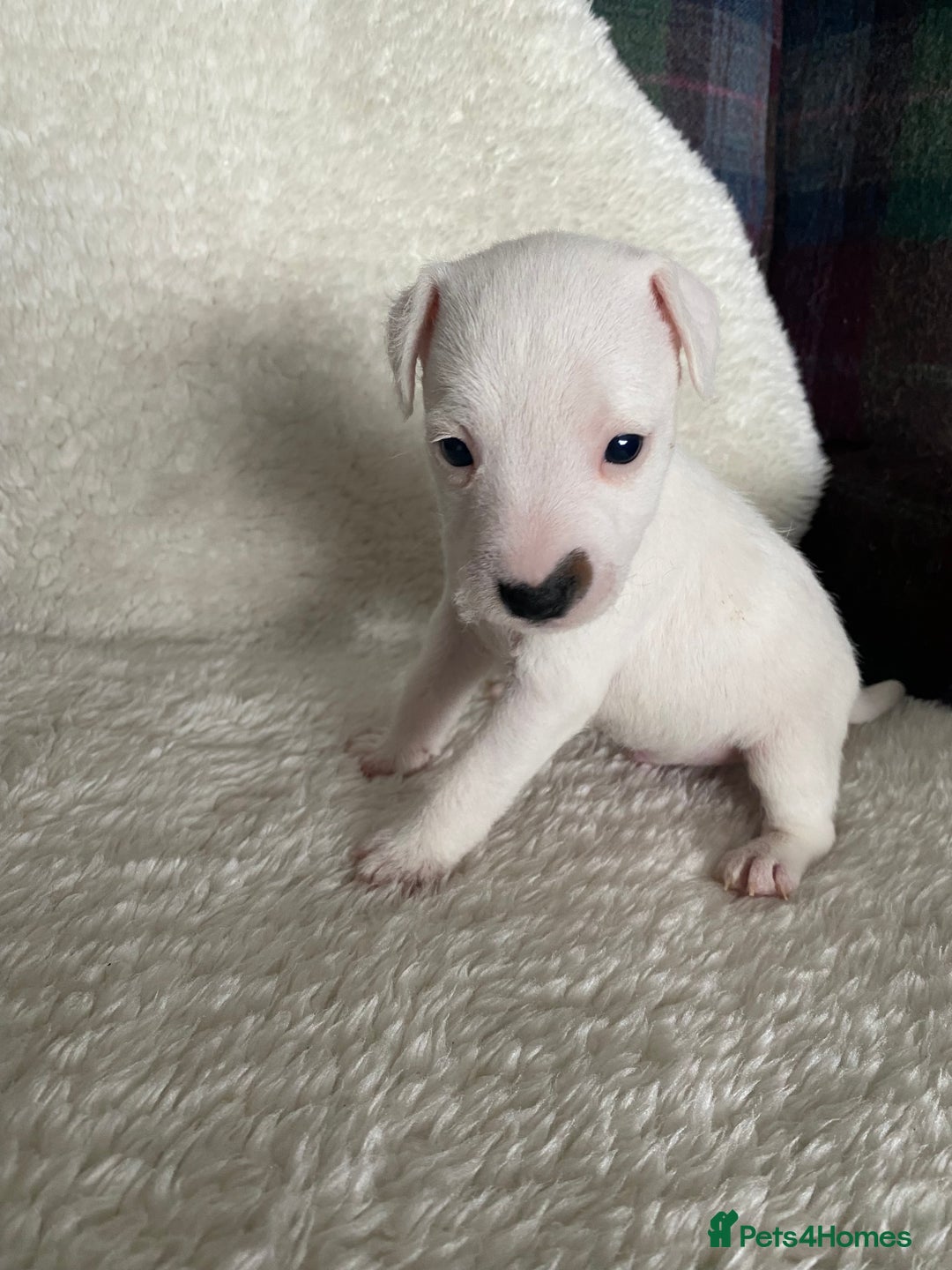 Jack Russell dogs for sale: Quality Parson Jack Russell male puppies - Advert 8