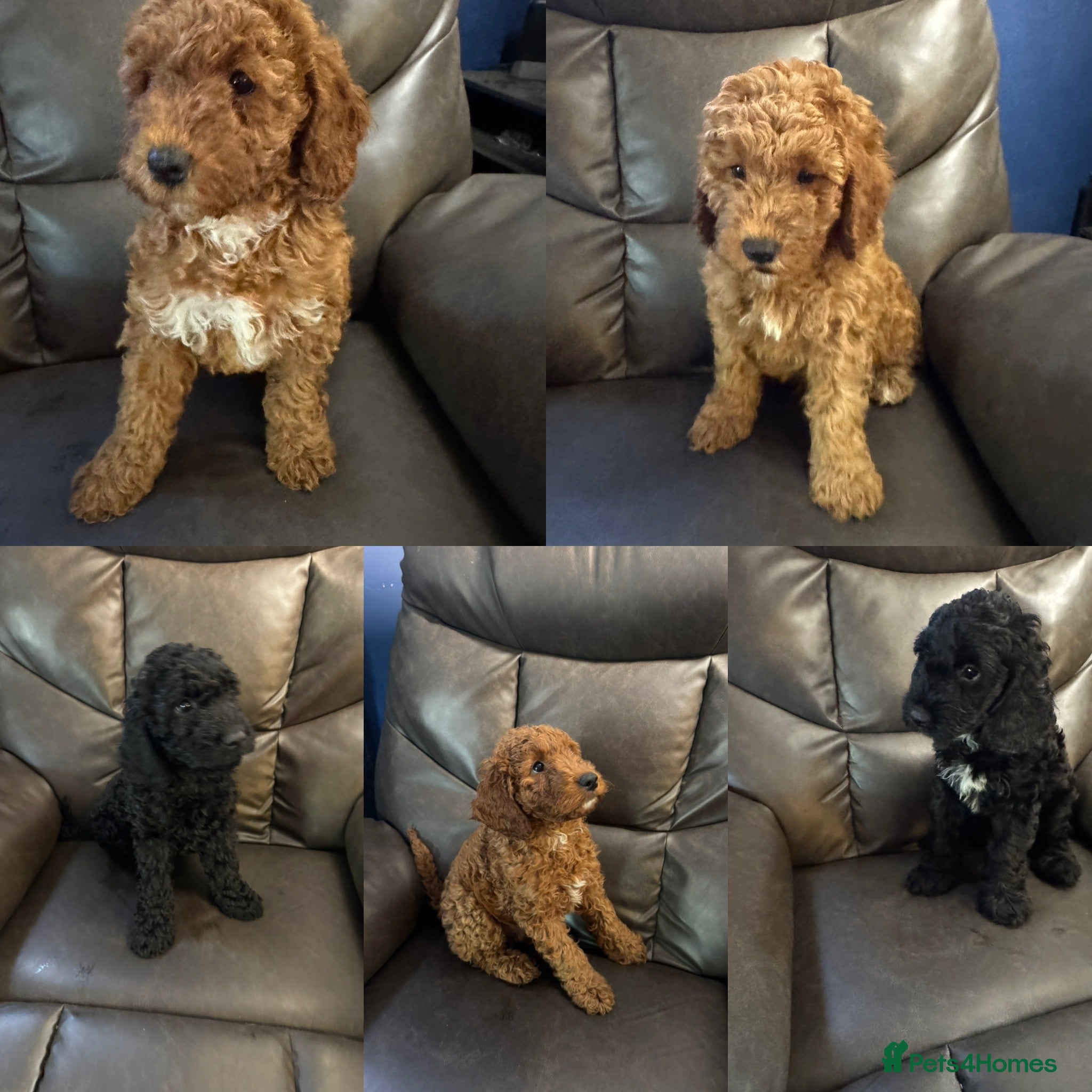 Cockapoo dogs 5 beautiful cockapoos puppies  - Advert 1