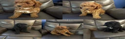 Cockapoo dogs for sale: 5 beautiful cockapoos puppies  - Advert 1