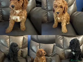 Cockapoo dogs 5 beautiful cockapoos puppies - Advert 1
