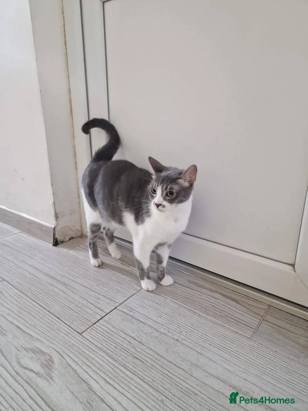 Mixed Breed cats for adoption: Mia for adoption in Doncaster - Advert 2