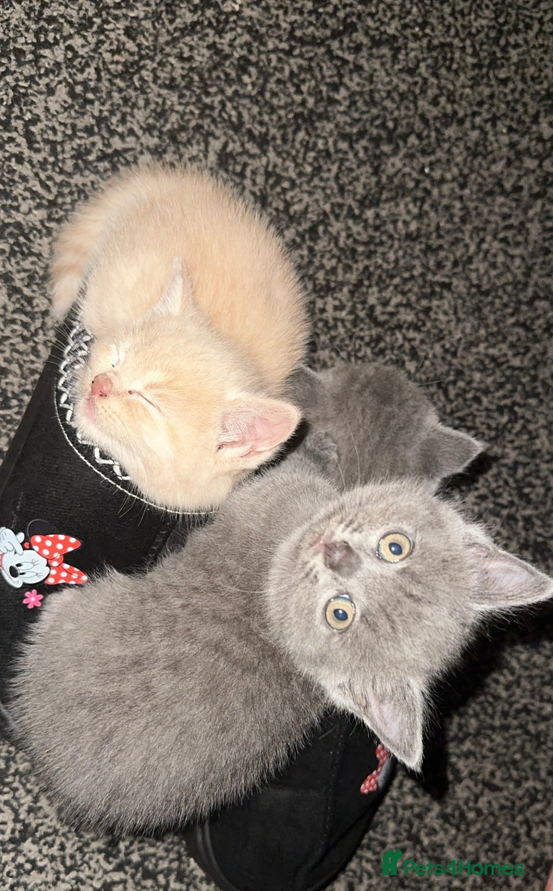 British Shorthair cats for sale: British short hair  - Image 13