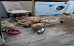 Labrador Retriever dogs for sale: Red and yellow Labrador puppies for sale. - Image 9