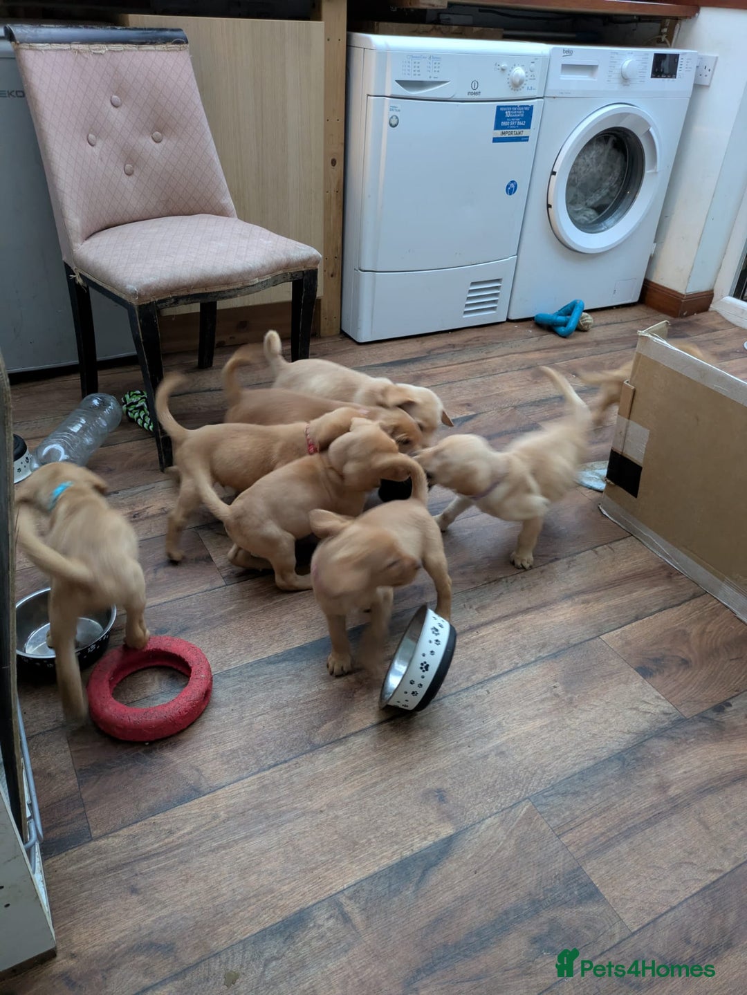 Labrador Retriever dogs for sale: Red and yellow Labrador puppies for sale. - Image 9
