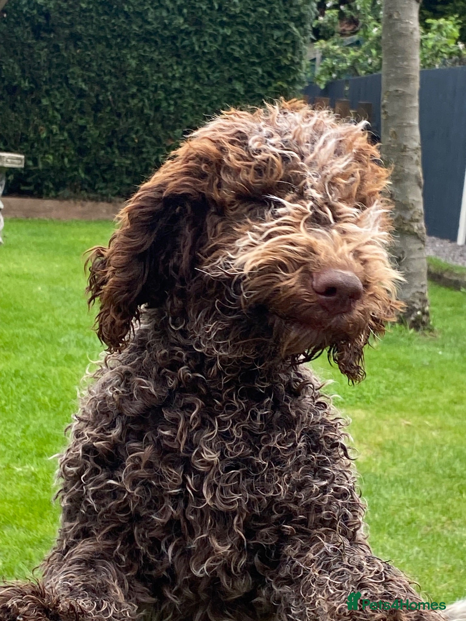 Lagotto Romagnolo dogs Lagotto Romagnolo puppies  - Advert 1