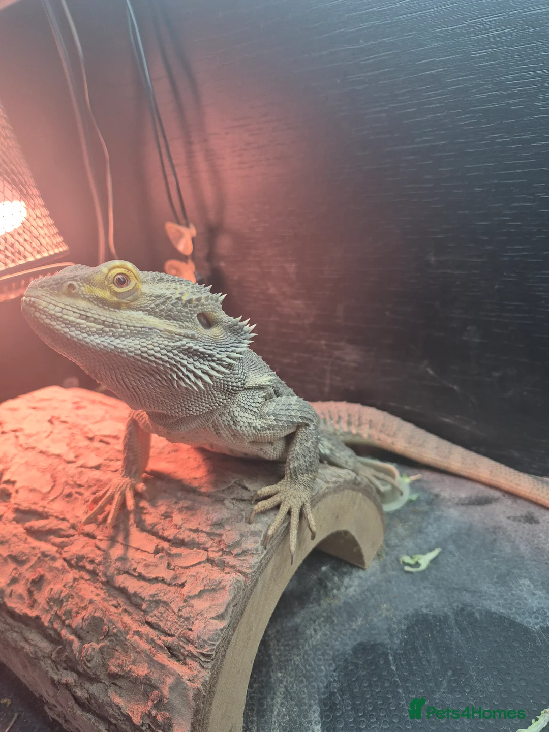 Bearded Dragon reptiles for sale: Male Bearded dragon  - Advert 7