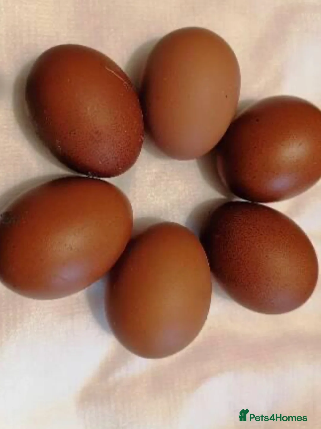 Chickens poultry for sale: Cuckoo maran bantams in King's Lynn - Advert 2