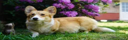 Welsh Corgi Pembroke dogs for sale: KC registered Welsh Corgi Pembroke - Advert 16