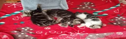 Mixed Breed cats for sale: Beautiful Domestic Shorthair Kittens Ready Soon - Advert 11