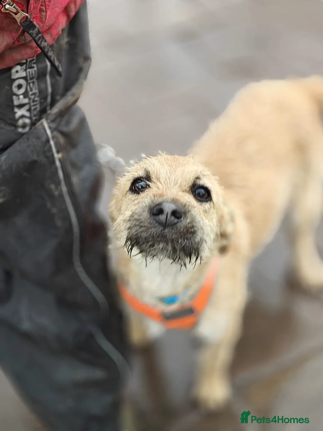 Mixed Breed dogs for adoption: ❤️🐶 BEKKI – TOO MUCH LOVE FOR SUCH A SMALL DOG in Burton-on-Trent - Advert 2