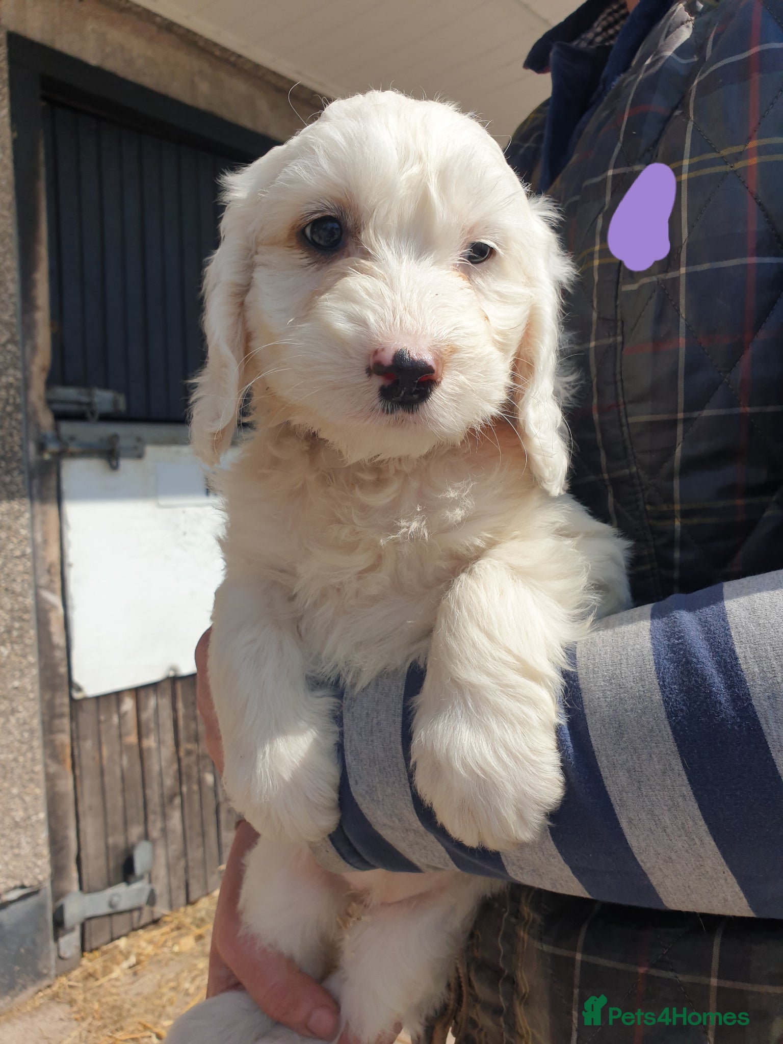 Cockapoo dogs Beautiful cockerpoos  - Advert 1