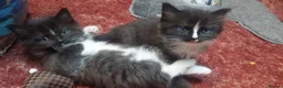 Mixed Breed cats for sale: Long‑Haired beautiful Ragdoll Cross Kittens - Advert 29