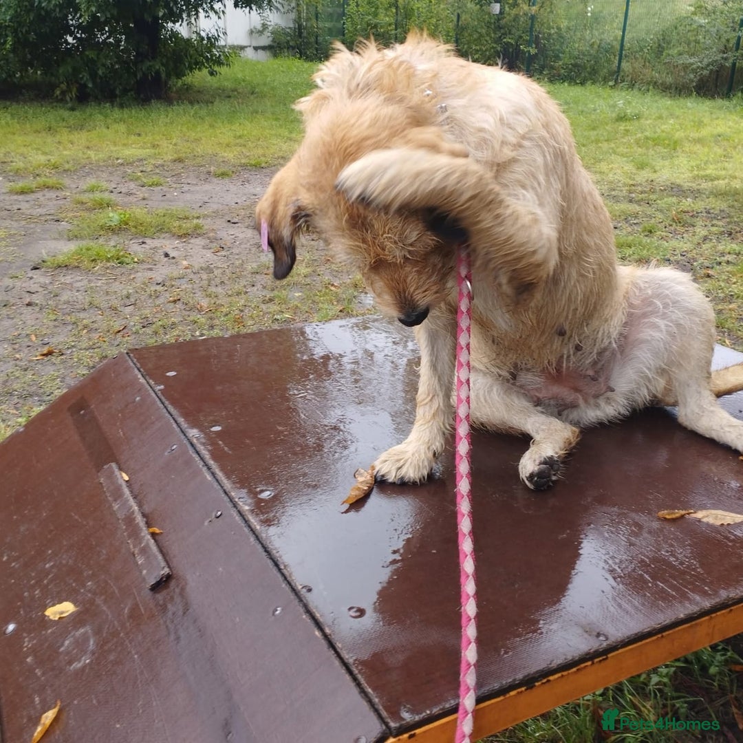 Mixed Breed dogs for adoption: 💖🐶 DUNA 🐶💖 - Advert 15