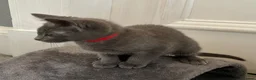 Russian Blue cats for sale: Russian Blue Kittens  - Advert 21
