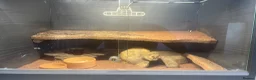 Leopard Gecko reptiles for sale: Leopard gecko and full setup - Advert 3