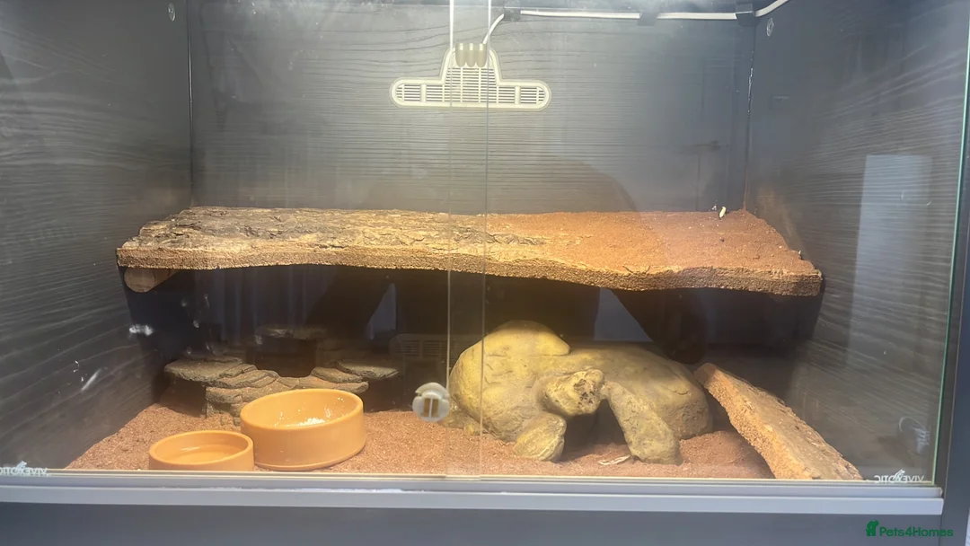 Leopard Gecko reptiles for sale: Leopard gecko and full setup - Advert 3