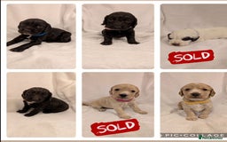 Cocker Spaniel dogs for sale: Cocker Spaniel  - Image 1
